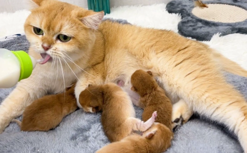 The Ultimate Guide to Feeding Newborn Kittens: What to Feed for Optimal Health