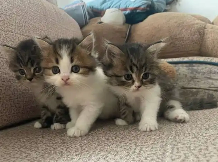The Ultimate Guide to Feeding Newborn Kittens: What to Feed for Optimal Health