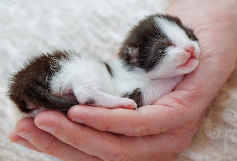 When Can You Bathe a Newborn Kitten? Essential Care Tips from a Feline Expert