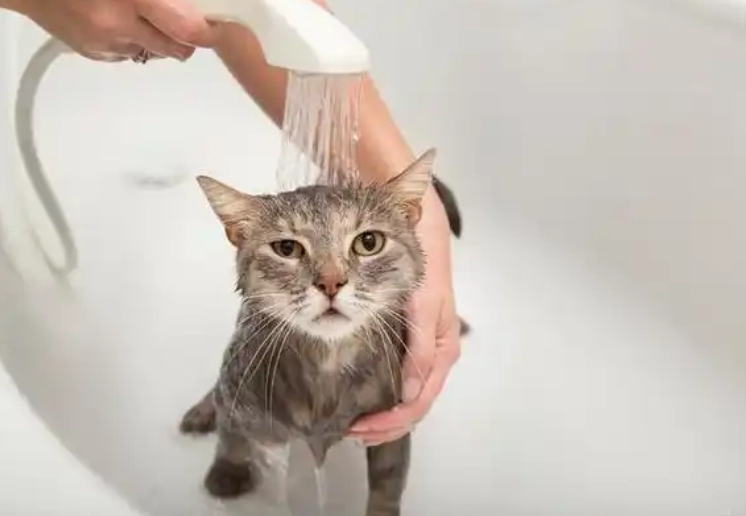 When Can You Bathe a Newborn Kitten? Essential Care Tips from a Feline Expert