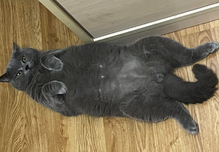 Why Do Cats Show Their Bellies? The Surprising Truth Behind This Feline Behavior