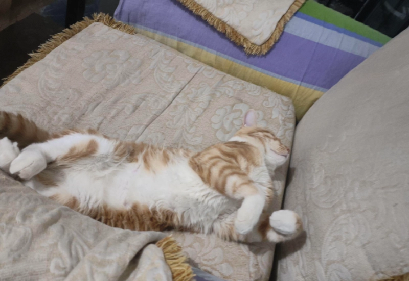 Why Do Cats Show Their Bellies? The Surprising Truth Behind This Feline Behavior