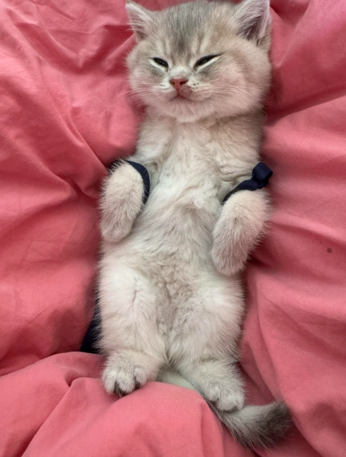 Why Do Cats Show Their Bellies? The Surprising Truth Behind This Feline Behavior