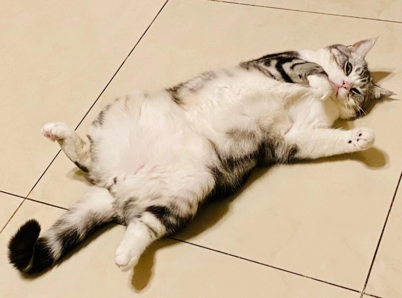 Why Do Cats Show Their Bellies? The Surprising Truth Behind This Feline Behavior