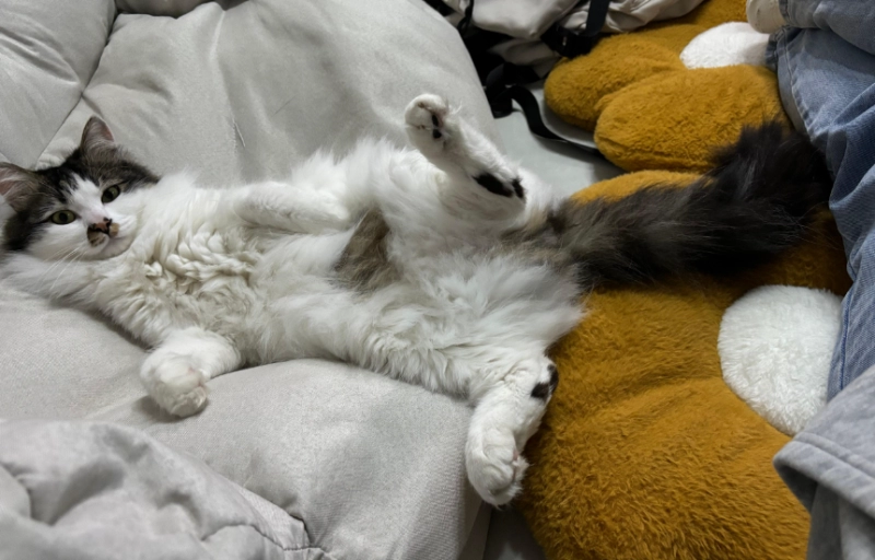 Why Do Cats Show Their Bellies? The Surprising Truth Behind This Feline Behavior