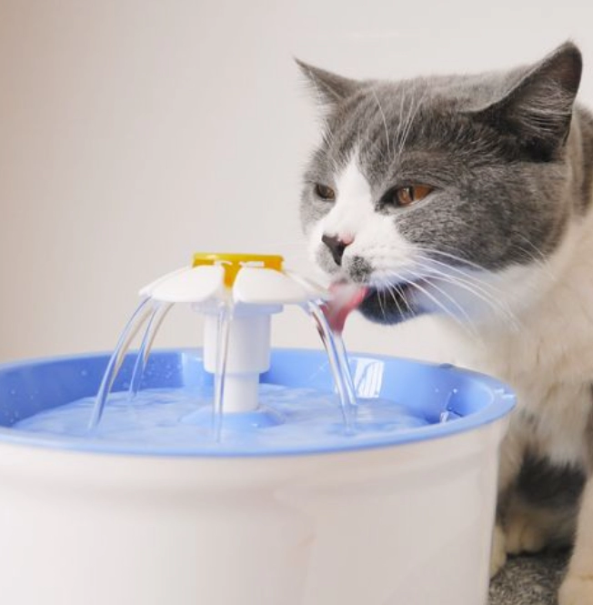 How to Make Your Cat Drink More Water: Proven Solutions from Feline Experts