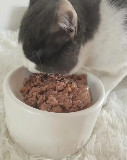 How to Make Your Cat Drink More Water: Proven Solutions from Feline Experts