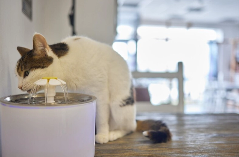 How to Make Your Cat Drink More Water: Proven Solutions from Feline Experts