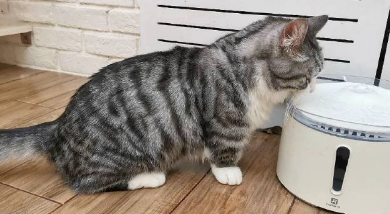 How to Make Your Cat Drink More Water: Proven Solutions from Feline Experts