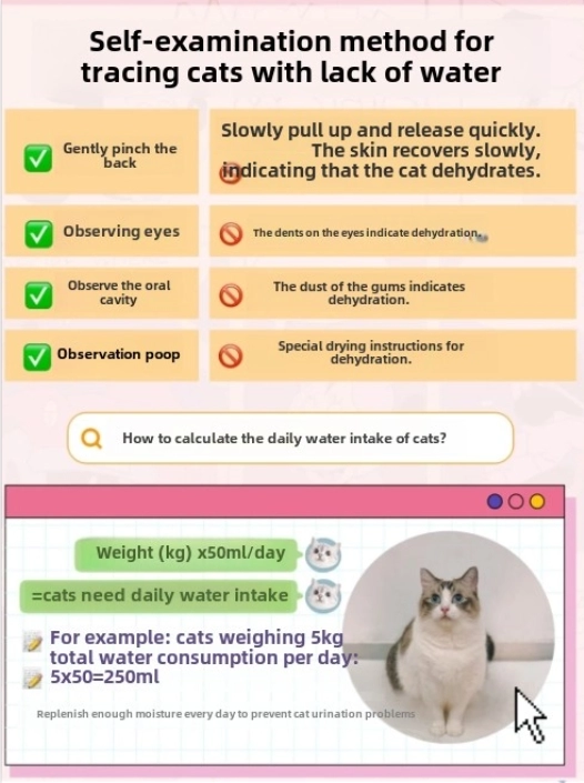 How to Make Your Cat Drink More Water: Proven Solutions from Feline Experts