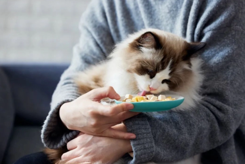 The Purr-fect Feeding Schedule: How Often Should You Feed Your Cat Each Day?