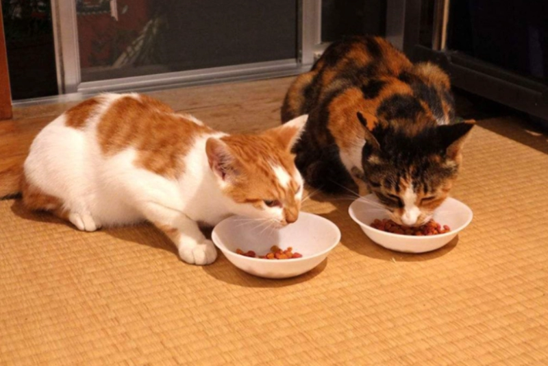 The Purr-fect Feeding Schedule: How Often Should You Feed Your Cat Each Day?