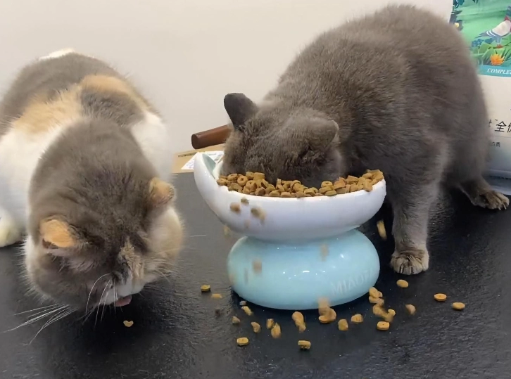 The Purr-fect Feeding Schedule: How Often Should You Feed Your Cat Each Day?