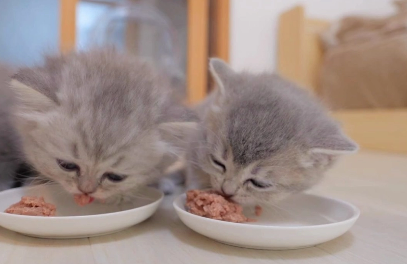 The Purr-fect Feeding Schedule: How Often Should You Feed Your Cat Each Day?