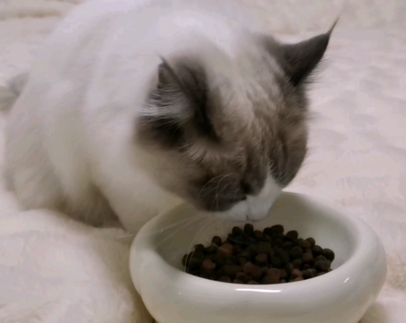 The Purr-fect Feeding Schedule: How Often Should You Feed Your Cat Each Day?