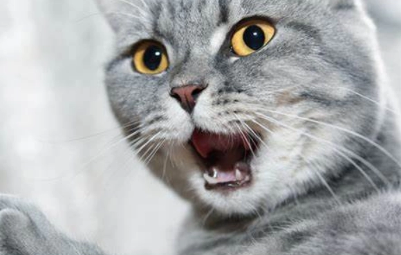 Why Do Cats Hiccup? Understanding Causes and Solutions for Cat Owners