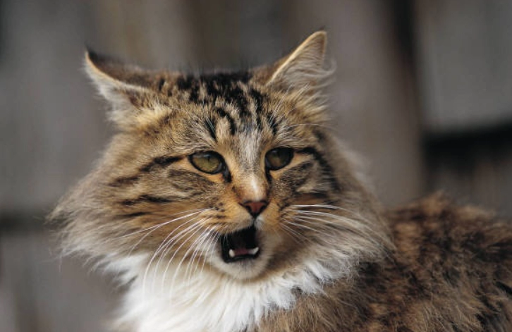 Why Do Cats Hiccup? Understanding Causes and Solutions for Cat Owners