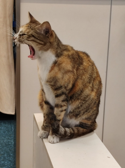 Why Do Cats Hiccup? Understanding Causes and Solutions for Cat Owners