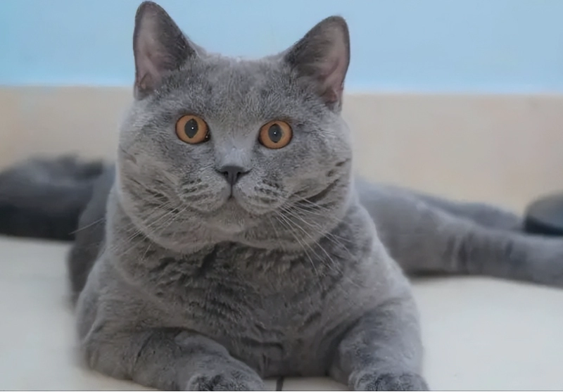 Is the British Shorthair Prone to Illness? A Comprehensive Health Guide for Owners