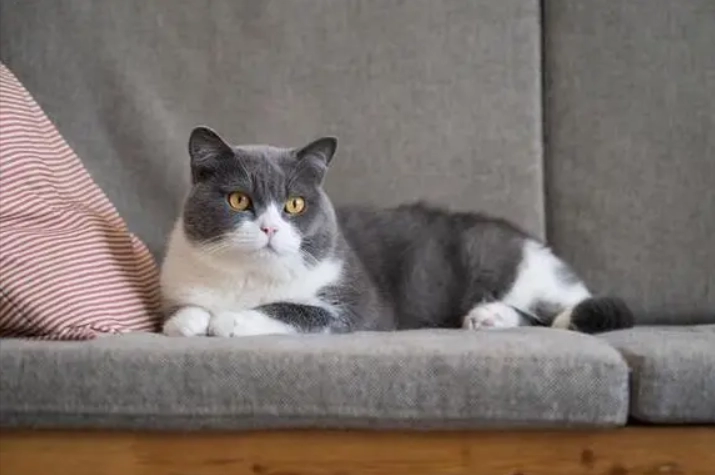 Is the British Shorthair Prone to Illness? A Comprehensive Health Guide for Owners