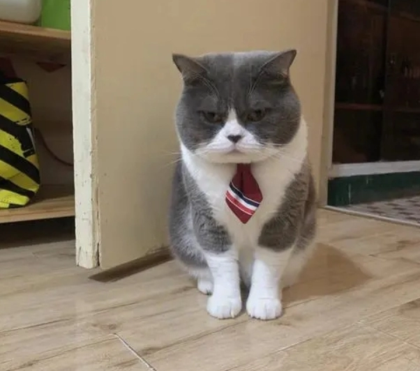 Is the British Shorthair Prone to Illness? A Comprehensive Health Guide for Owners