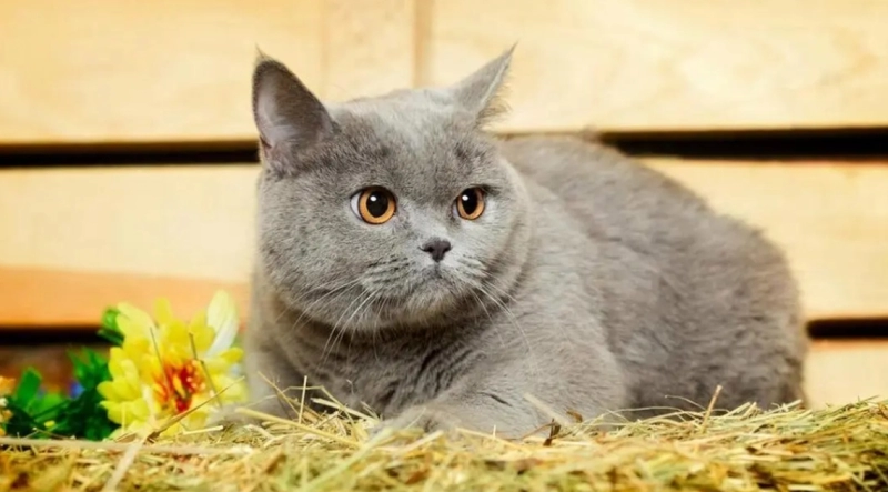 Is the British Shorthair Prone to Illness? A Comprehensive Health Guide for Owners