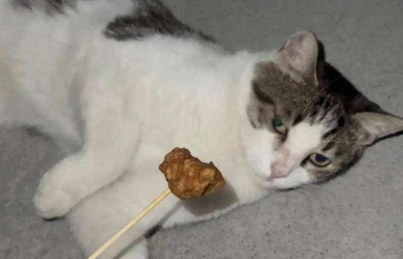 Why Is My Cat Not Eating? 10 Critical Reasons and Solutions Every Owner Must Know