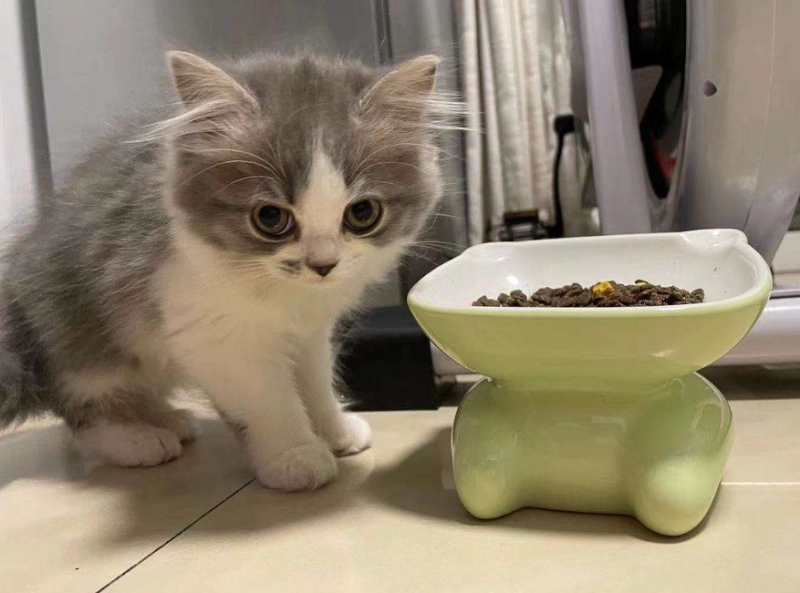 Why Is My Cat Not Eating? 10 Critical Reasons and Solutions Every Owner Must Know