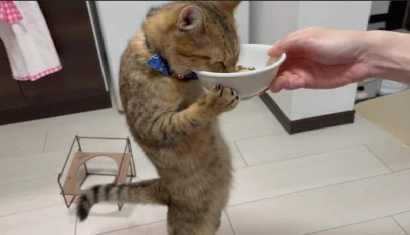 Why Is My Cat Not Eating? 10 Critical Reasons and Solutions Every Owner Must Know