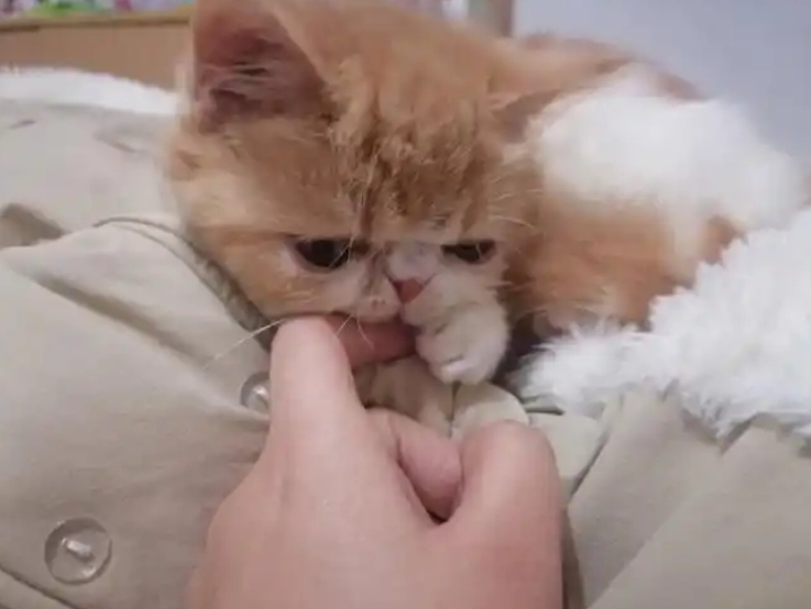 Why Is My Cat Not Eating? 10 Critical Reasons and Solutions Every Owner Must Know