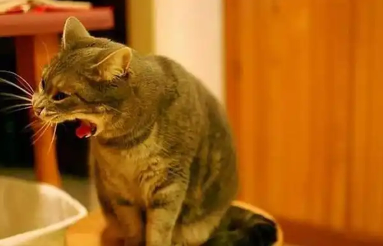 Why Do Cats Vomit Hairballs? A Complete Guide to Understanding and Preventing This Common Issue