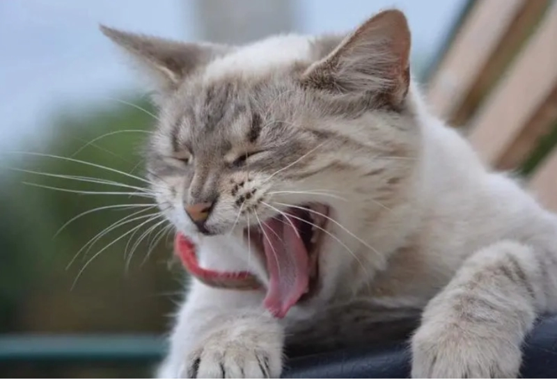 Why Do Cats Vomit Hairballs? A Complete Guide to Understanding and Preventing This Common Issue