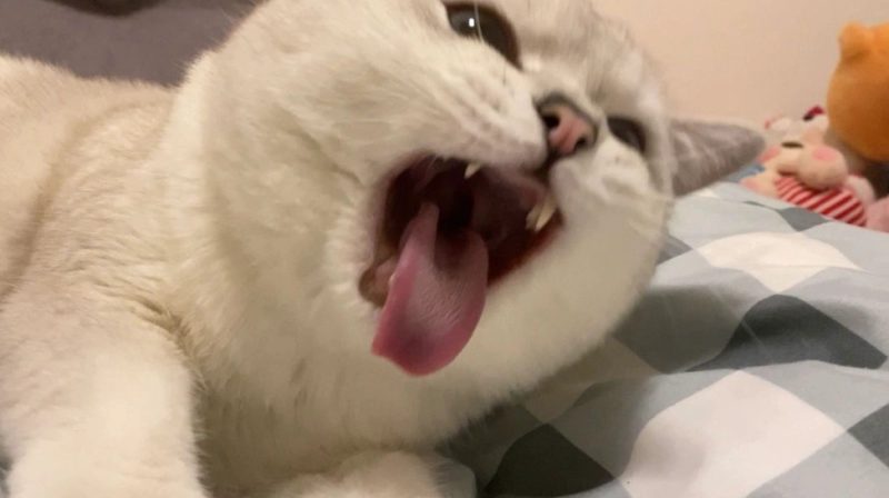 Why Do Cats Vomit Hairballs? A Complete Guide to Understanding and Preventing This Common Issue