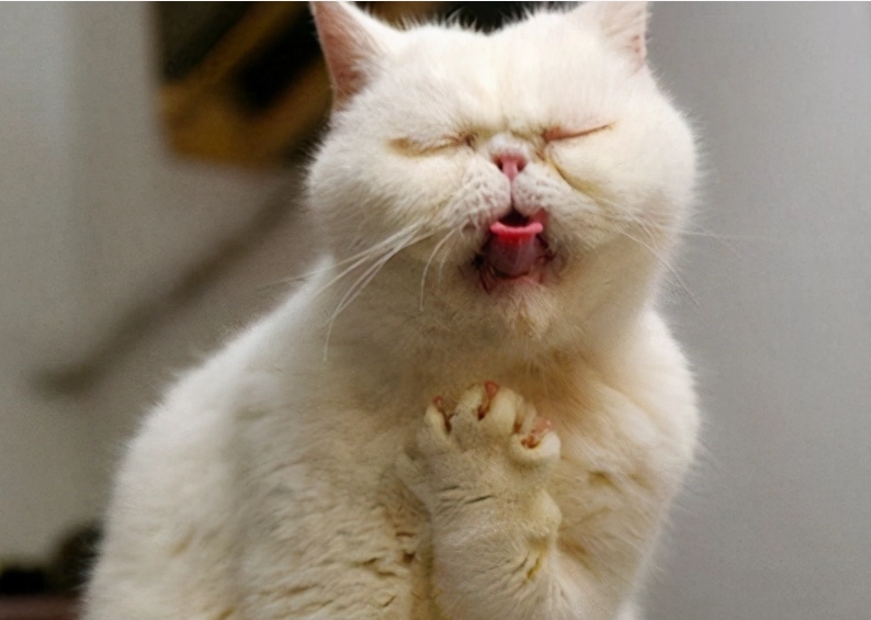 Why Do Cats Vomit Hairballs? A Complete Guide to Understanding and Preventing This Common Issue