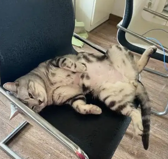 Why Do Cats Vomit Hairballs? A Complete Guide to Understanding and Preventing This Common Issue