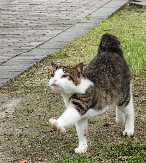 Should You Take Your Cat for a Walk? The Science-Backed Guide Every Cat Owner Needs