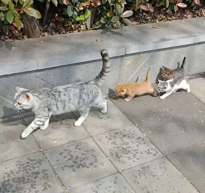 Should You Take Your Cat for a Walk? The Science-Backed Guide Every Cat Owner Needs