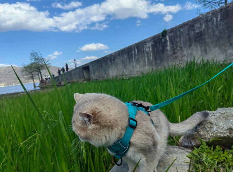 Should You Take Your Cat for a Walk? The Science-Backed Guide Every Cat Owner Needs