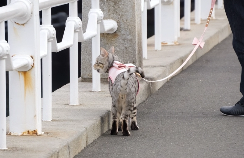 Should You Take Your Cat for a Walk? The Science-Backed Guide Every Cat Owner Needs
