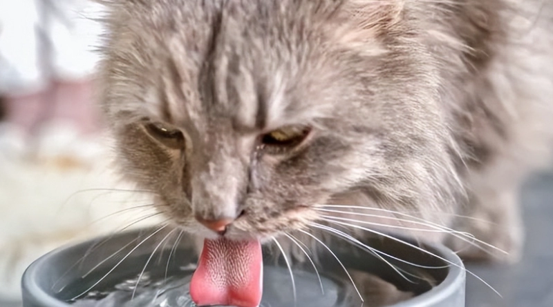 10 Expert-Backed Reasons Your Cat Isn’t Eating (And How to Fix It Fast)