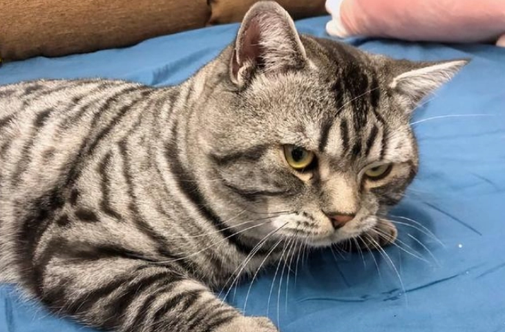 10 Expert-Backed Reasons Your Cat Isn’t Eating (And How to Fix It Fast)