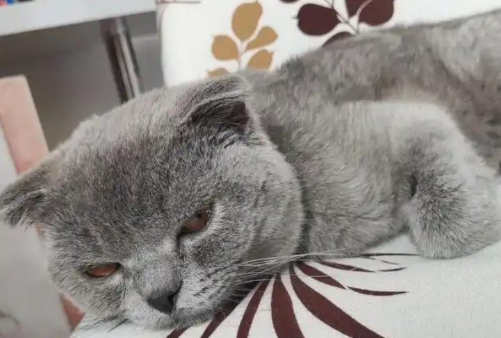 10 Expert-Backed Reasons Your Cat Isn’t Eating (And How to Fix It Fast)