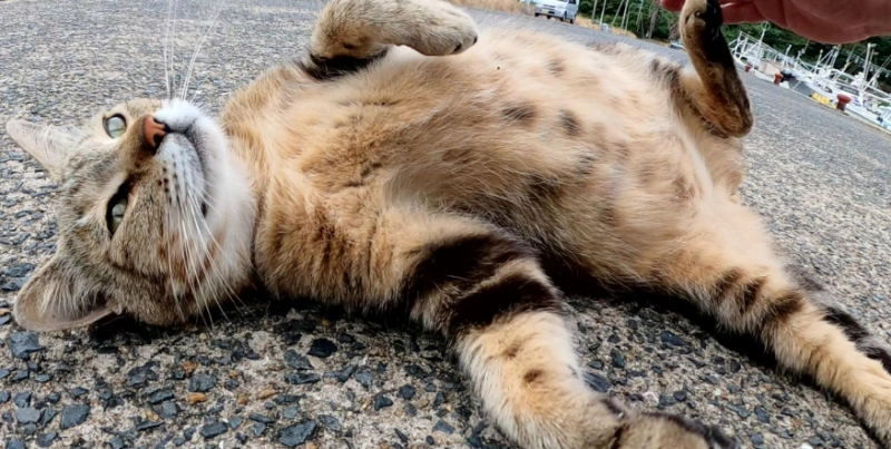 The Complete Guide to Cat Pregnancy: From Conception to Kittens