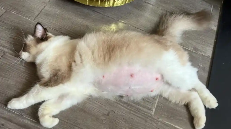The Complete Guide to Cat Pregnancy: From Conception to Kittens