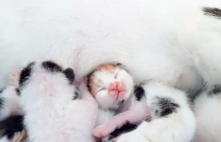 The Complete Guide to Cat Pregnancy: From Conception to Kittens