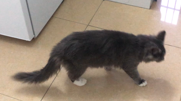 Why Won’t My Cat Gain Weight? 5 Science-Backed Reasons and How to Fix Them