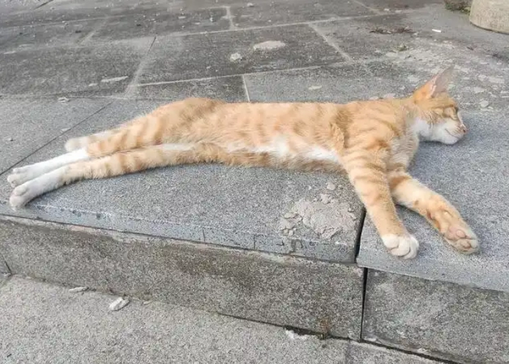 Why Won’t My Cat Gain Weight? 5 Science-Backed Reasons and How to Fix Them