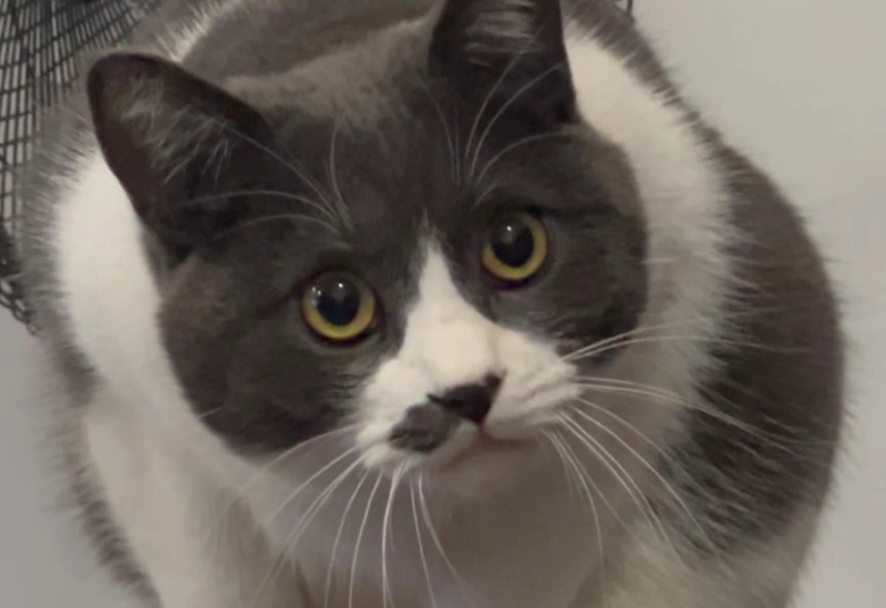 Why Won’t My Cat Gain Weight? 5 Science-Backed Reasons and How to Fix Them