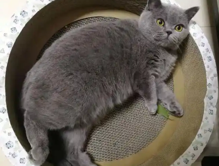 Why Won’t My Cat Gain Weight? 5 Science-Backed Reasons and How to Fix Them
