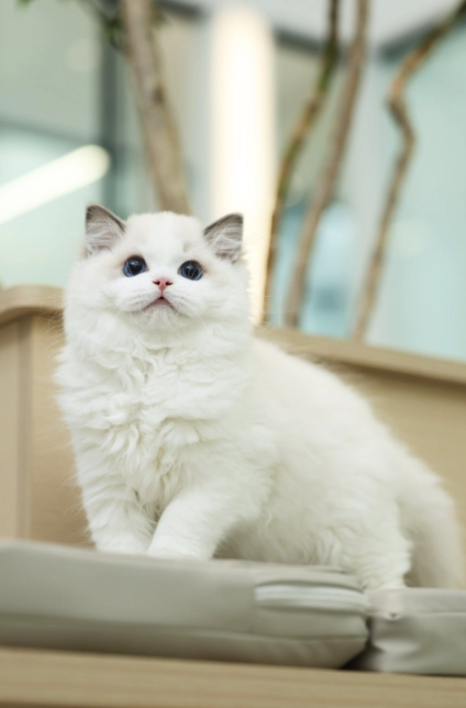 Do Cats Get Lonely Alone? Understanding Feline Social Needs and Companion Solutions